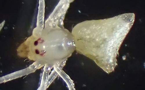 Rhomphaea nasica